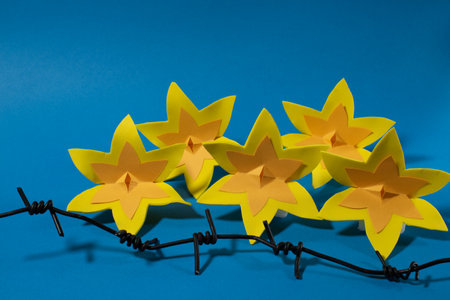 Paper daffodils and barbed wire on blue background. Warsaw Ghetto Uprising symbol.の写真素材