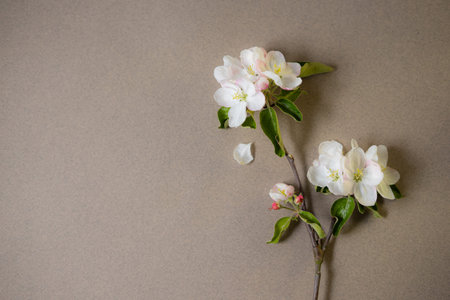 Flowers of a blossoming apple tree on a gray background.