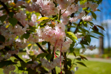 Cherry blossom branch with traditional Mrior ornament, celebrating spring