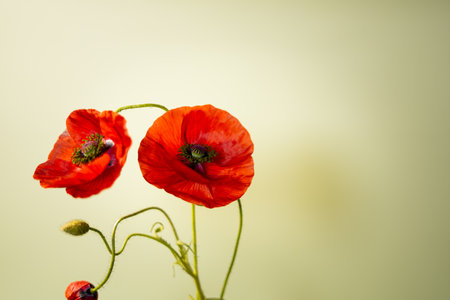Red poppies on green background with copy space for your textの写真素材