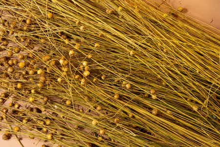 Dry flax plant on a brown background. Close-up. Selective focus.の写真素材