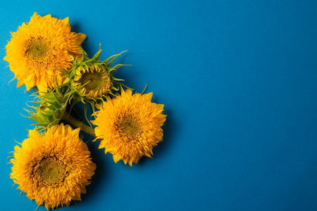 Bouquet of yellow sunflowers on a blue background.の写真素材