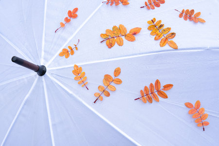 Autumn Leaves and Raindrops on white Umbrella