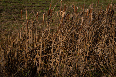 Dry brown reeds stand tall in a field, marking the transition from summer to autumn.の写真素材