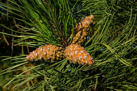 Pine cones on a branch in the forest. Close-upの写真素材