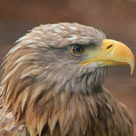 Head of a golden eagle