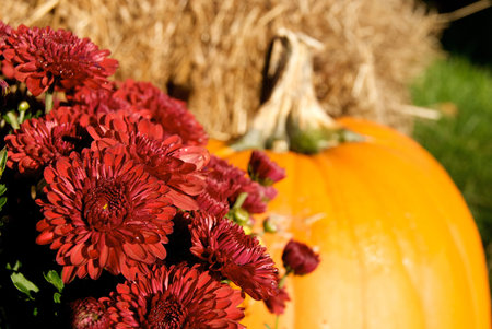 Red Mums & Pumpkinの写真素材
