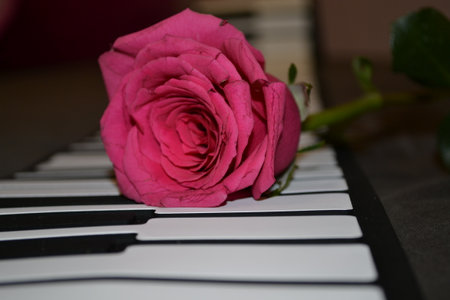 piano keys with a pink rose in the foreground, shallow depth of fieldの写真素材