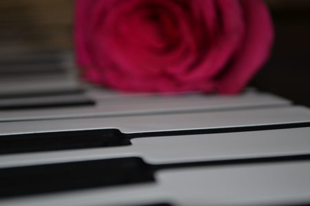 piano keys with pink rose in the background, shallow depth of fieldの写真素材