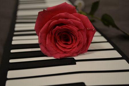 Red rose on piano keys, closeup. Romantic music concept.の写真素材