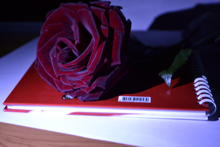 A red rose lies on a notebook in the light of the setting sunの写真素材