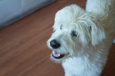 High view of a Cute white dog
