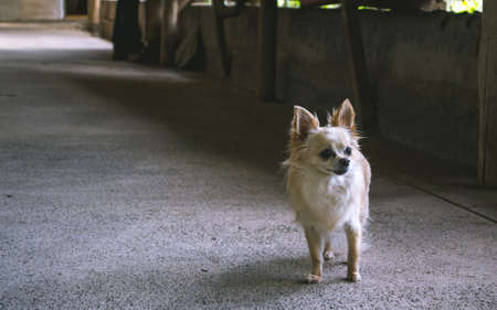 A cute puppy chihuahuaの写真素材