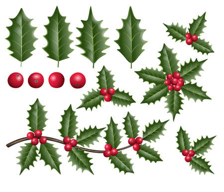 holly leaves and berries illustrationのイラスト素材