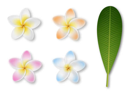 frangipani flower isolated on white. colorful plumeria flowers with leafのイラスト素材