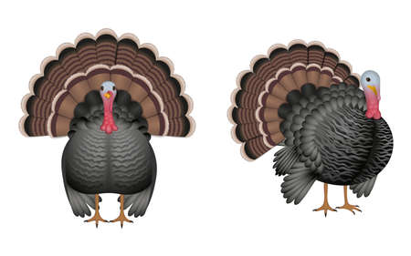 isolated turkey illustrationのイラスト素材