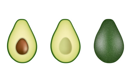 isolated avocado fruits illustration