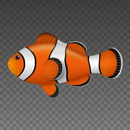 Isolated clown fish. colorful fish realistic illustrationのイラスト素材