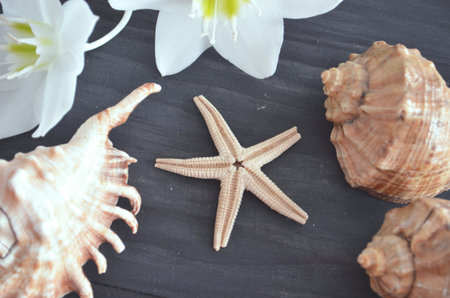 Sea shells on a dark background
