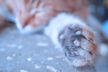 Beautiful feline cat at home. Domestic animal.