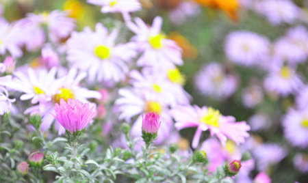 Chrysanthemums in the garden, chrysanthemum flowers, chrysanthemums in autumn, annual...