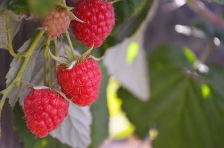 raspberries ripen on the bush. home without chemicals and additives. eco raspberries. Red raspberry...
