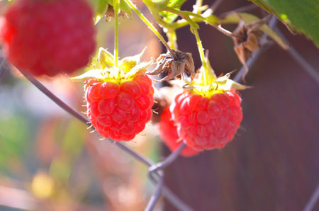 raspberries ripen on the bush. home without chemicals and additives. eco raspberries. Red raspberry...