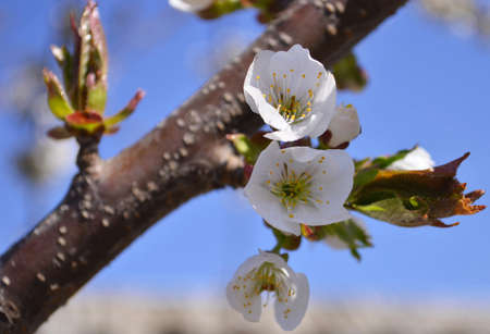 Cherry, apricot and peach tree flowers in spring. Pollination by bees of flowers on the branches.の写真素材