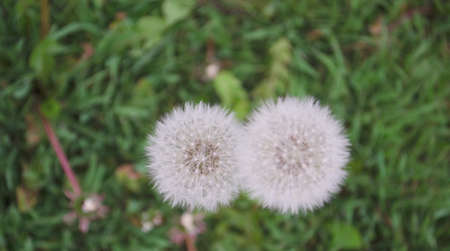 Blowball of Taraxacum plant on long stem. Blowing dandelion clock of white seeds on blurry green plant background of summer meadow. Fluffy texture of white dandelion flower closeup. Fragility concept.の写真素材