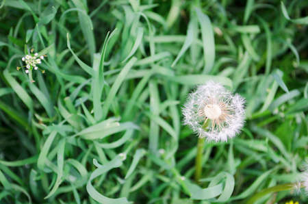 Blowball of Taraxacum plant on long stem. Blowing dandelion clock of white seeds on blurry green plant background of summer meadow. Fluffy texture of white dandelion flower closeup. Fragility concept.の写真素材