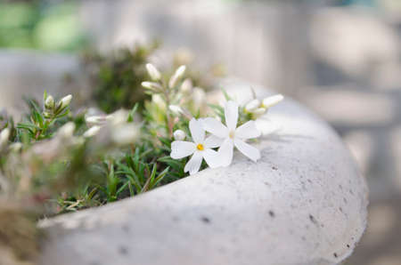 Spring flowers in the flowerbed. Weaving and bushes. Bright and blooming buds. Spring assorted colors.の写真素材