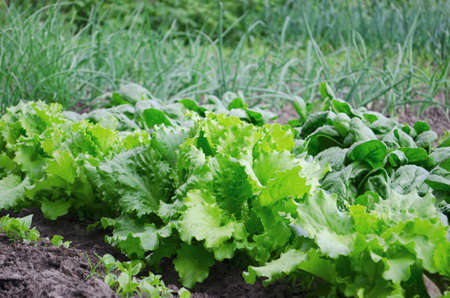 Vegetables and salads in the garden. Green and red lettuce, peas and cabbage growing on the ground. Spring harvest.の写真素材