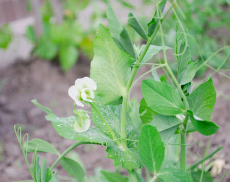 Vegetables and salads in the garden. Green and red lettuce, peas and cabbage growing on the ground. Spring harvest.の写真素材