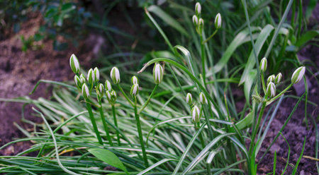 Ornithogalum plant with the image of white hyacinths. The botanical family of ornithogalum is lily....