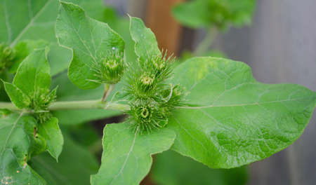 A close-up macro of an Arctium burdock showing small spikes. View from above. Flowering lapukh in the summer.の写真素材