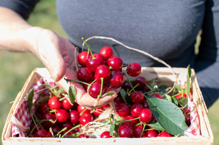 Cherries in a hand held by a womanの写真素材