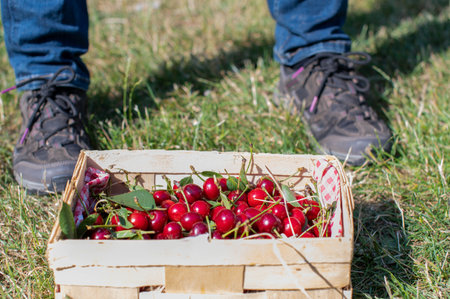 Fresh picked cherries in a wooden basket on the grass.の写真素材