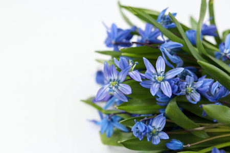 Bouquet of forest snowdrops isolated on white background, Copy space