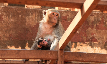 A monkey with a cub sits on wooden crossbeams, horizontal photo