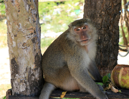 A big monkey sits between the trees and looks around