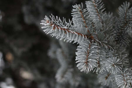 Branches of spruce with hoarfrost closeup in a city park in winter, horizontal orientationの写真素材