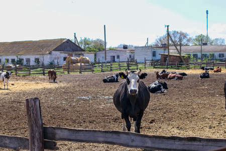 Cows dairy farm outdoors. Cows graze and rest in the paddock. A bull in the foreground is looking at the camera. Livestock concept.の写真素材