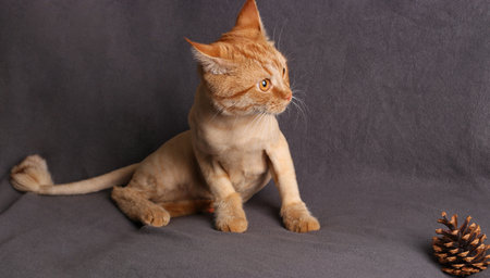 Young fashionably trimmed ginger cat warily looks away on gray background, Horizontal formatの写真素材