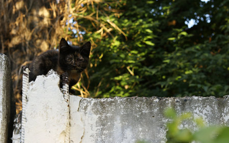 A homeless kitten with an injured eye sits on a fence, Horizontal formatの写真素材