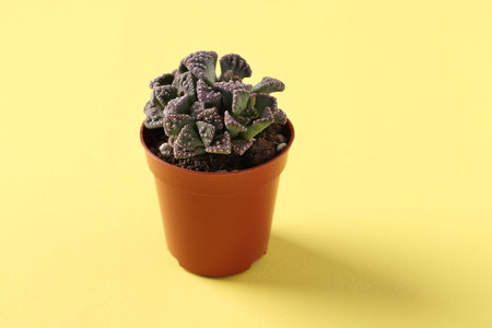 Green succulent plant Titanopsis on yellow background. Closeup, Horizontal orientation
