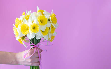 Bouquet of bright yellow-white daffodils in a female hand on pink background. Festive card with place for textの写真素材
