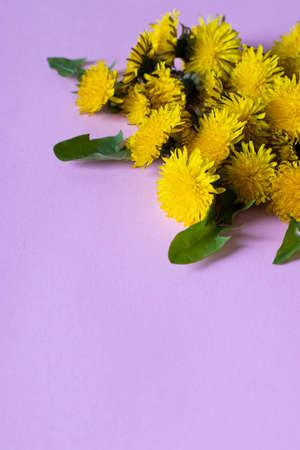 Bouquet of bright yellow dandelions on a pink background close up. Vertical formatの写真素材