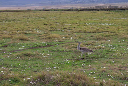 Great African bustard walks the savannah, crater Ngorongoro in Tanzaniaの写真素材