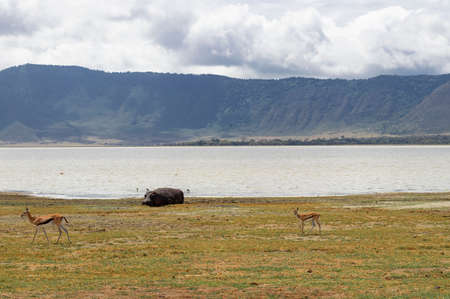 Hippopotamus resting by a lake and Thomson's gazelles walking nearby, Ngorongoro Crater in Tanzaniaの写真素材