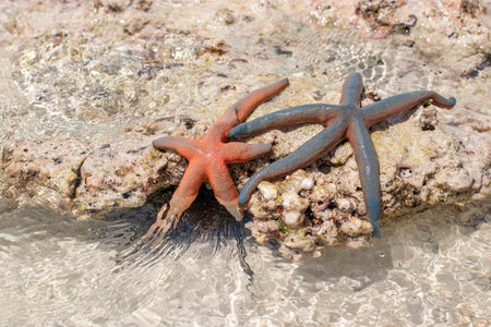 Two starfish lying on underwater rocks at low tide